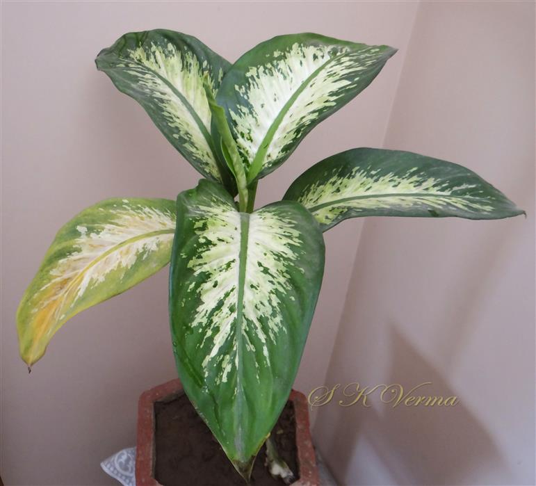  Leaves